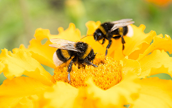 آنچه باید درمورد سمپاشی زنبورها بدانید!